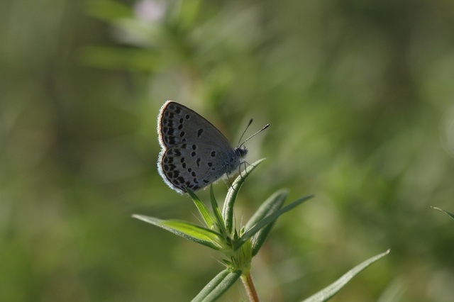 IMG_8055.逆光プリズム.jpg
