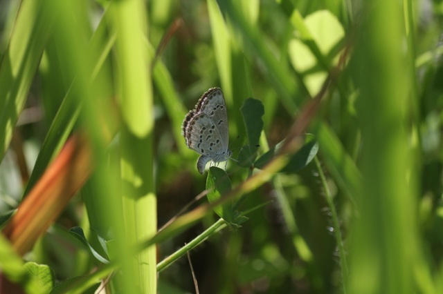 IMG_8302.jpg白化♀産卵.jpg