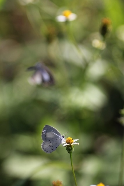 IMG_8565.jpg大島サツマ♀×2.jpg