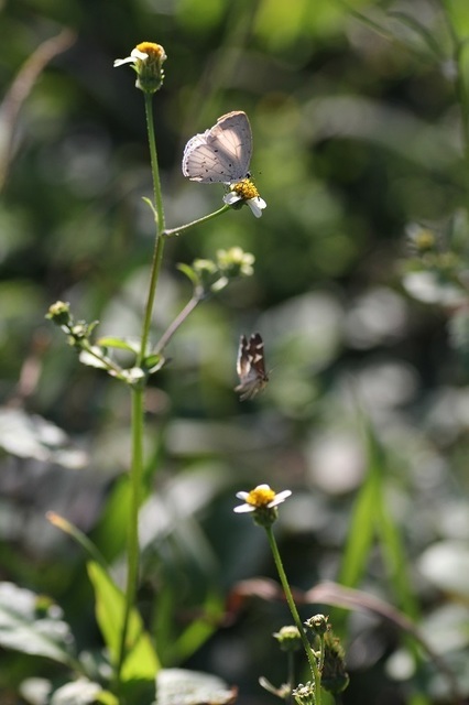 IMG_8598.jpg大島サツマ&蛾.jpg