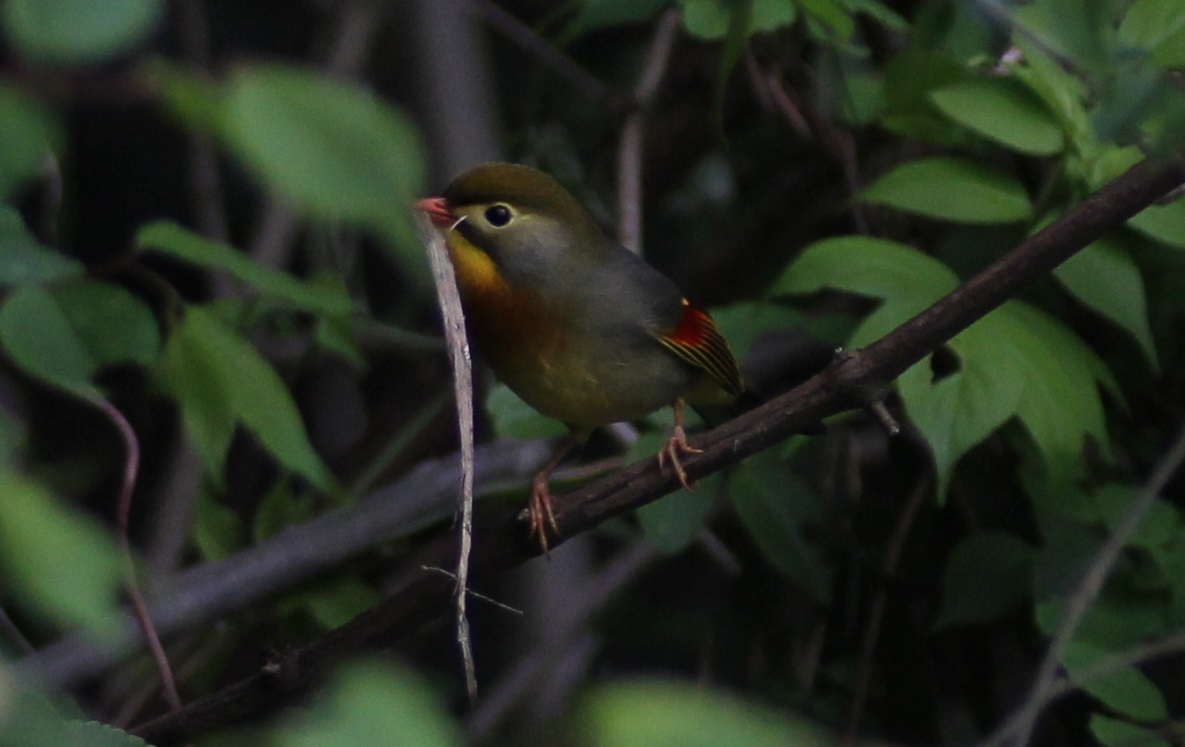 IMG_8667.jpgトリミング.jpg