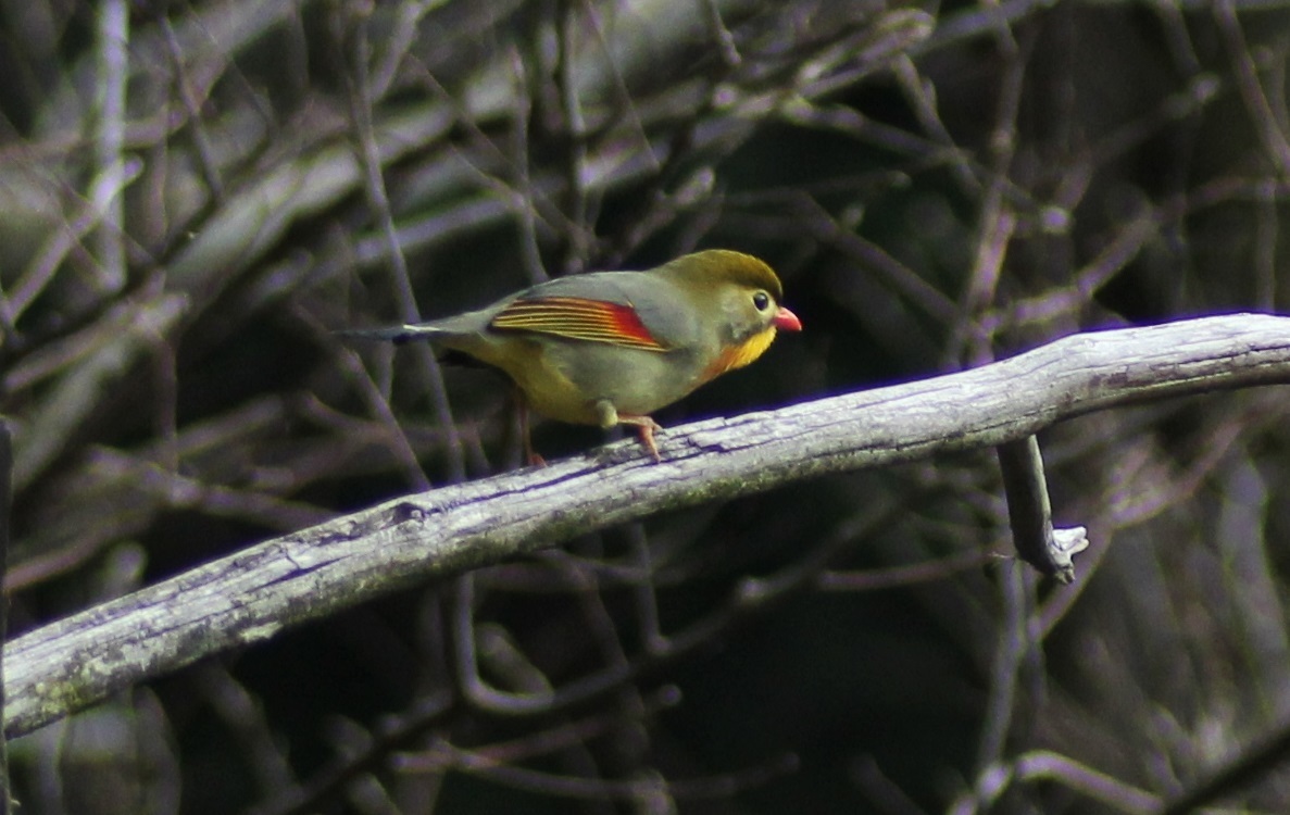 IMG_8671.jpgトリミング.jpg