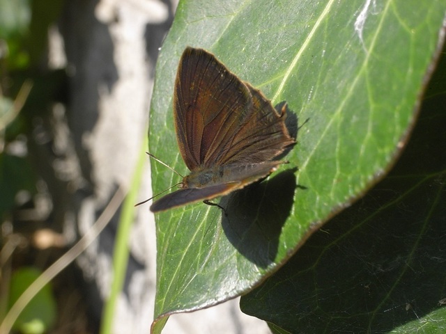 R3228202.jpg藤井寺ムラツバ.jpg