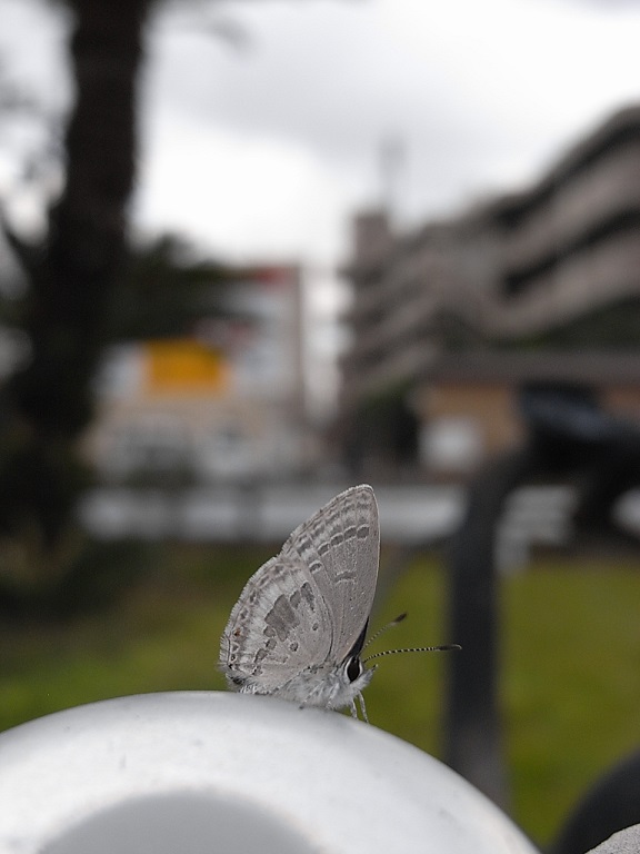 イメージ 5